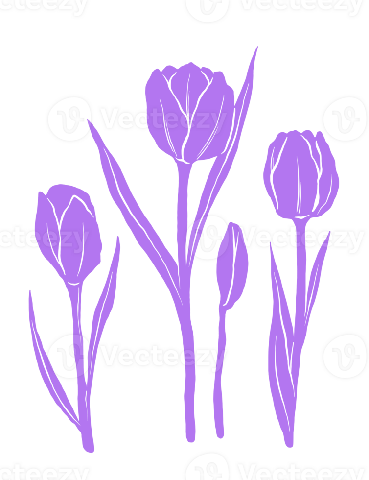 Tulip floral illustration png