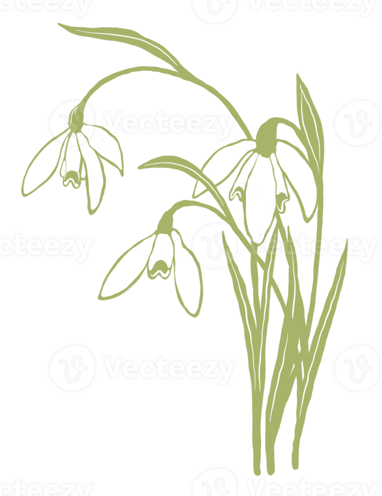 snödroppe blomma illustration png