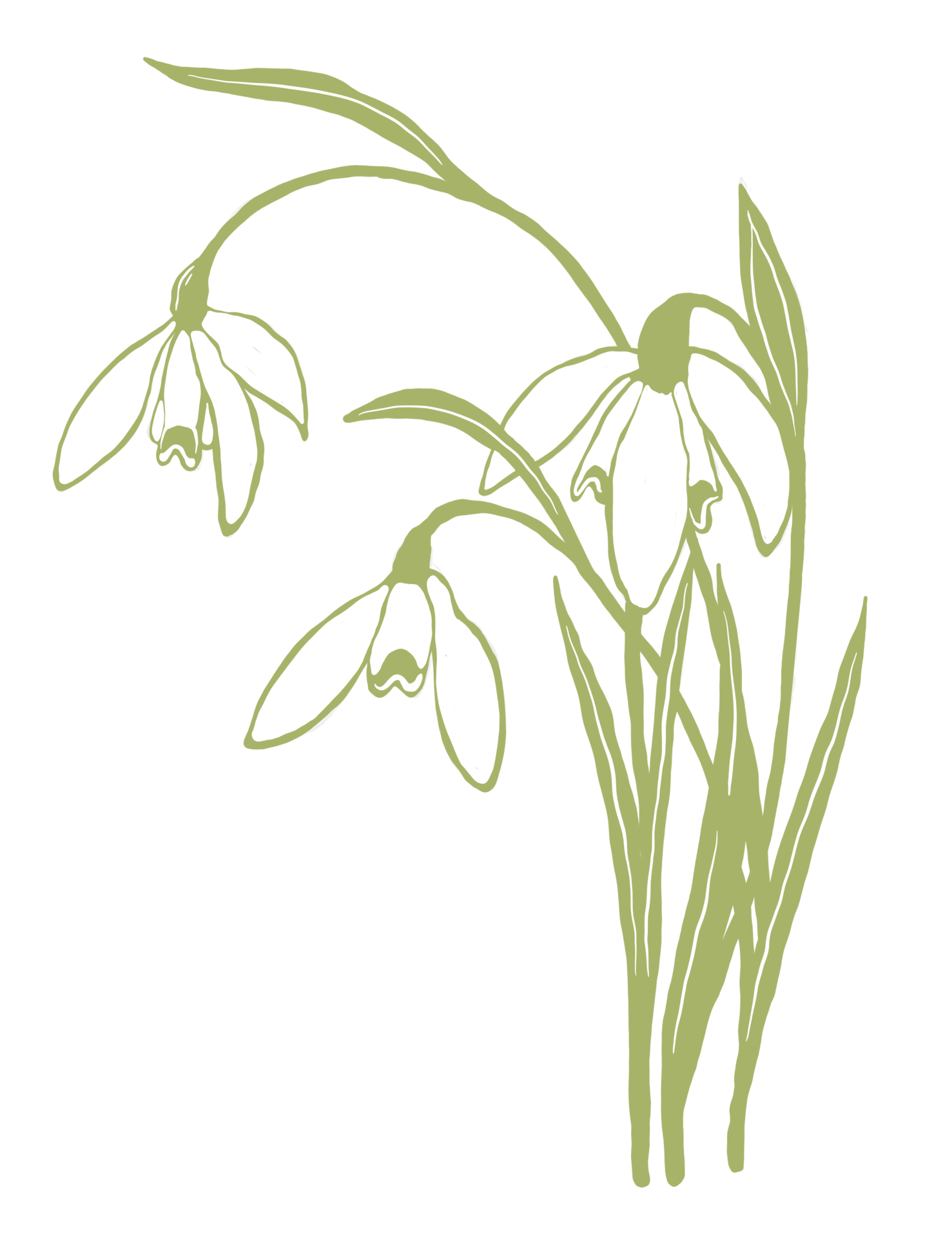 Snowdrop flower illustration 42118815 png