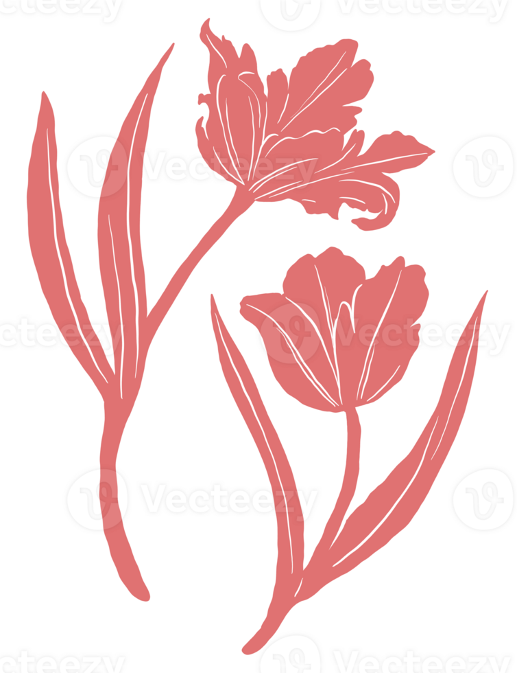 Red parrot tulip floral illustration png