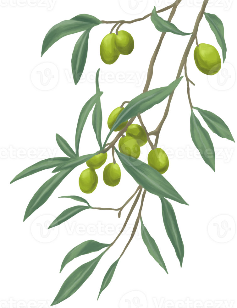 oliv frukt växt målning illustration png