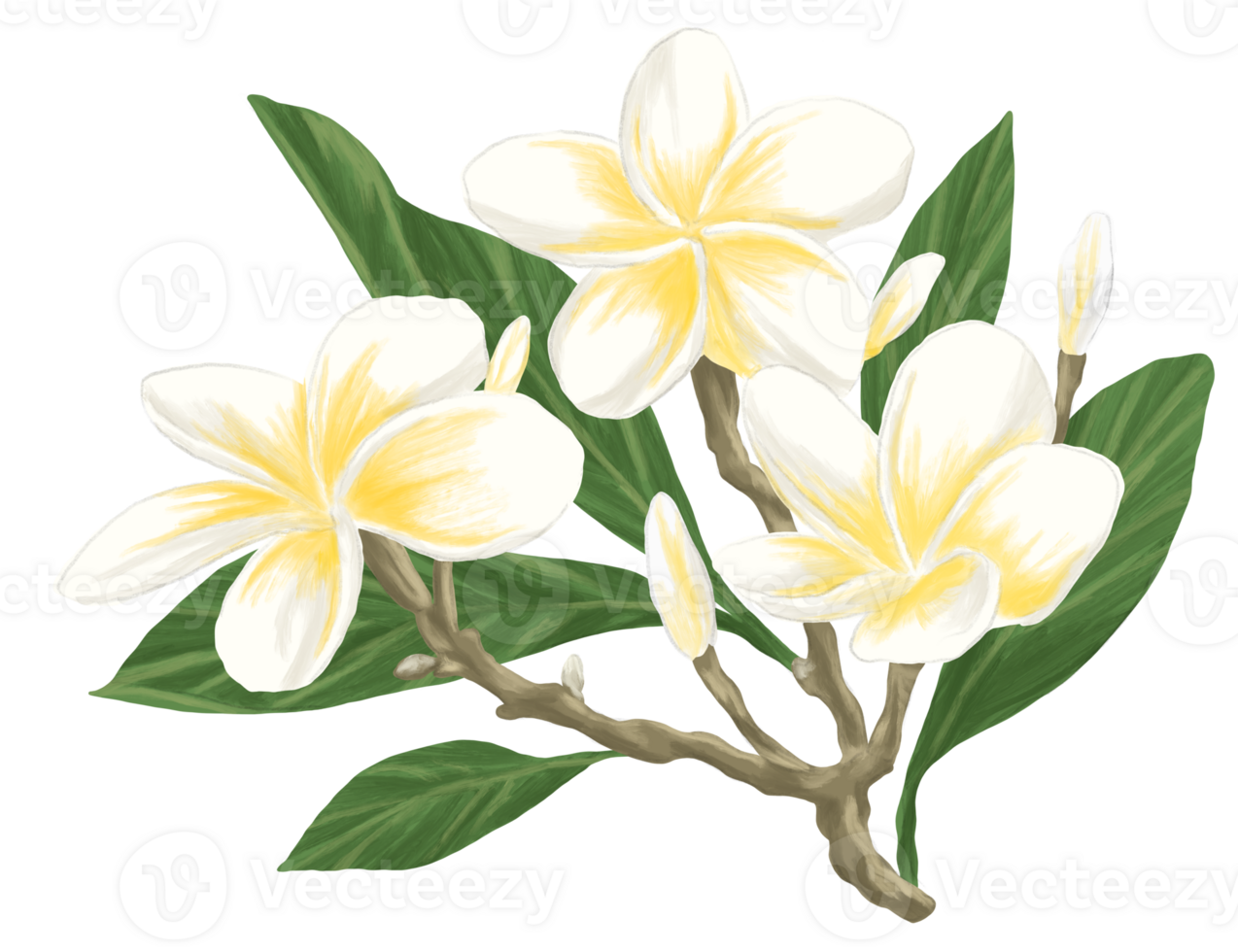 Frangipani painting botanical illustration png