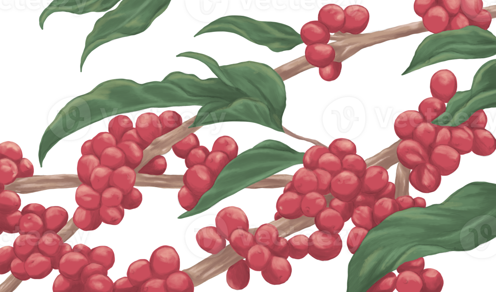 Coffee red cherries plant painting illustration png
