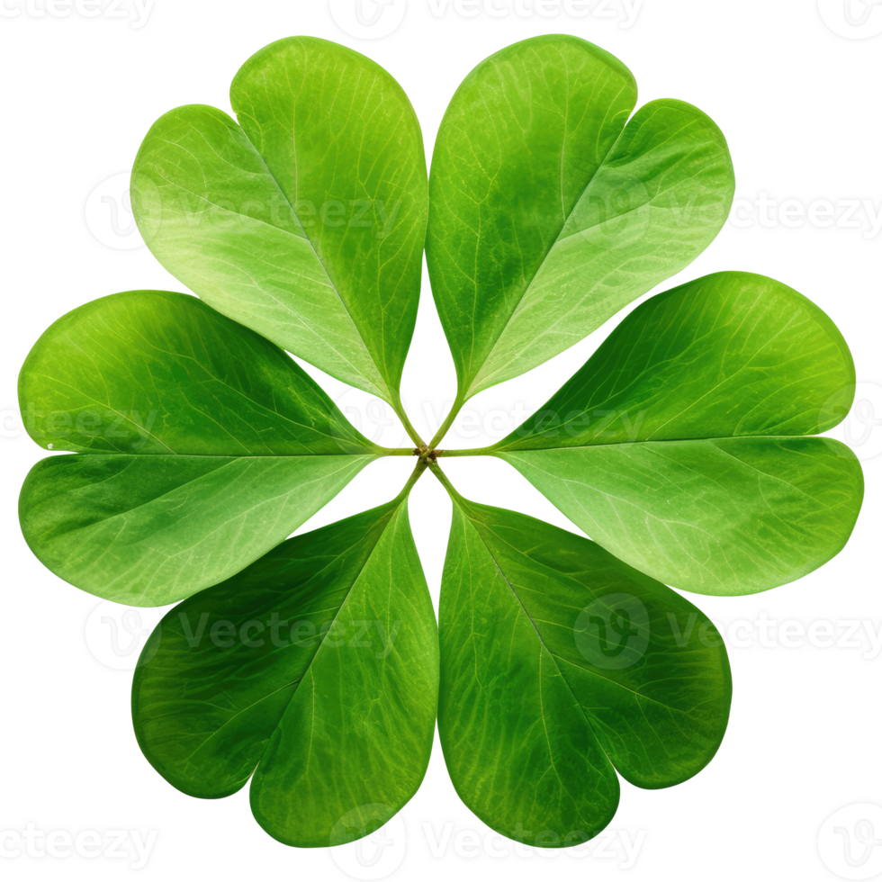 AI generated Cloverleaf leaf, isolated, transparent background png