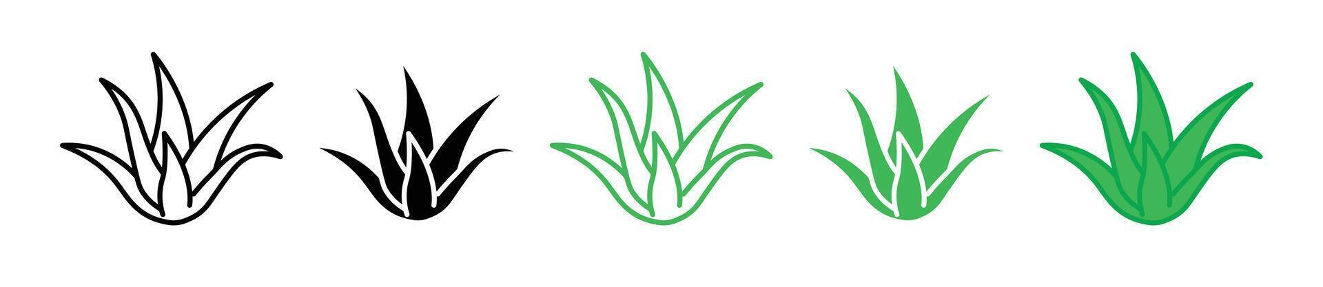 Aloe vera icon vector