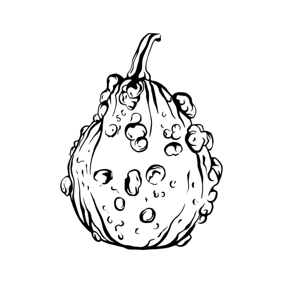 Hand drawn pumpkin drawing vector