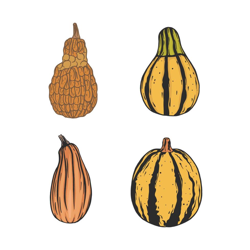 set of different pumpkins. Natural farm product vector