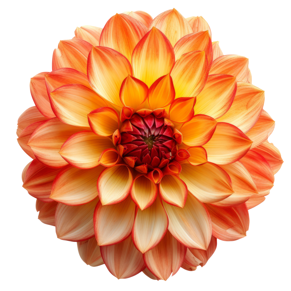 AI generated dahlia flower red-yellow. isolated on transparent background With clipping path png