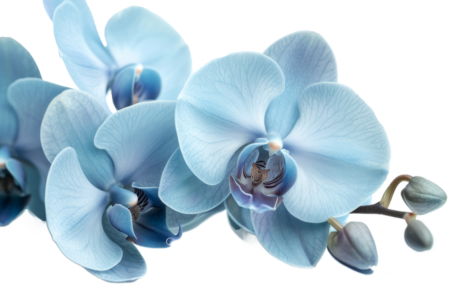 AI generated Cyan color orchid isolated on transparent background With clipping path.3d render png
