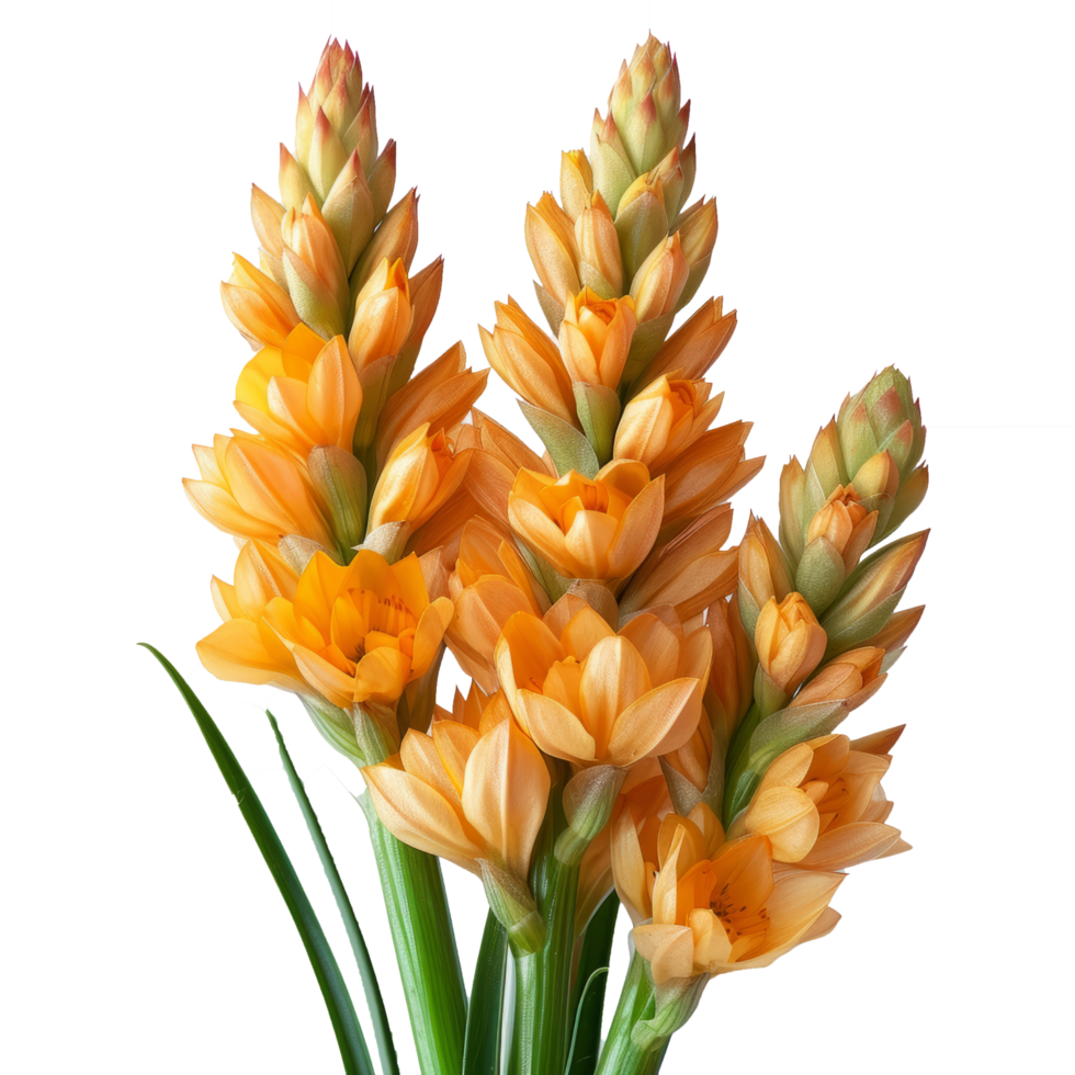 Curcuma zanthorrhiza flower isolated on transparent background With clipping path.3d render png