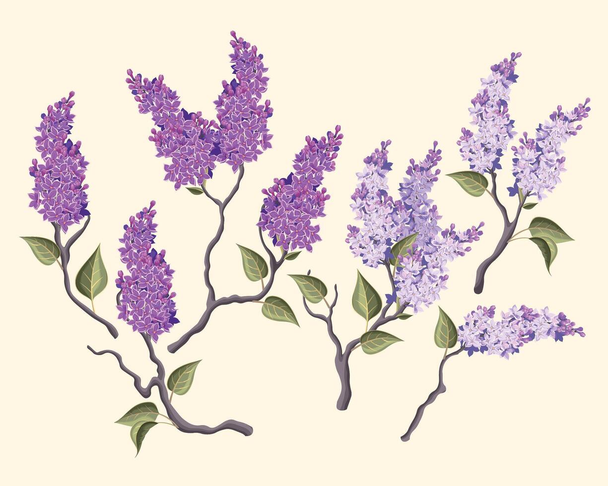 Set of high detailed blooming lilac branches isolated on white background vector