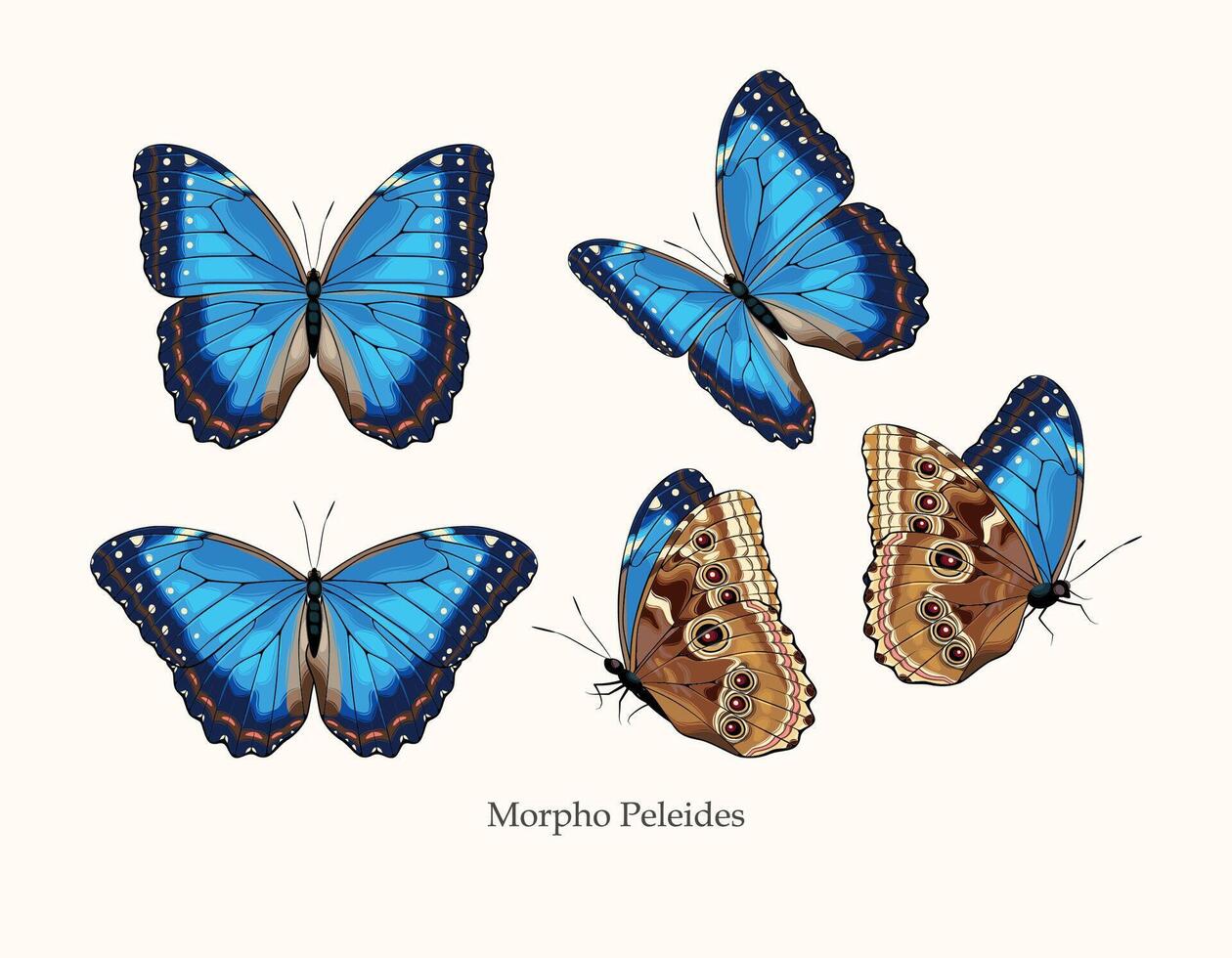 Morpho butterfly vector art in several different views and poses