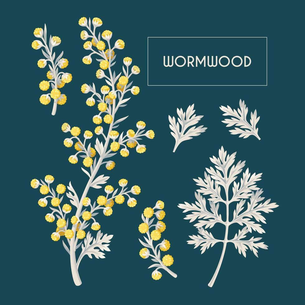 Big vector set of high detailed wormwood flowers and leaves