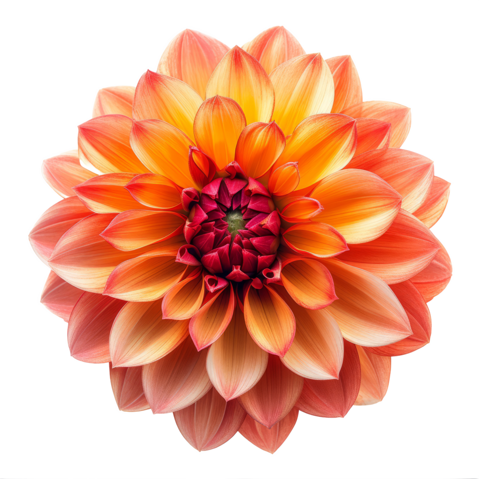 AI generated dahlia flower red-yellow. isolated on transparent background With clipping path. png