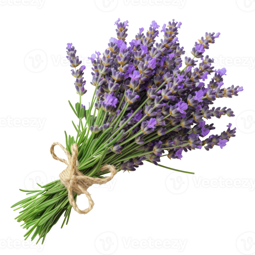 AI generated Bunch of Lavender isolated on transparent background With clipping path.3d render png