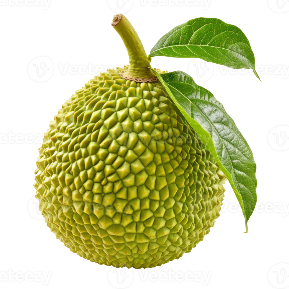 AI generated breadfruit isolated on transparent background With clipping path.3d rendering png