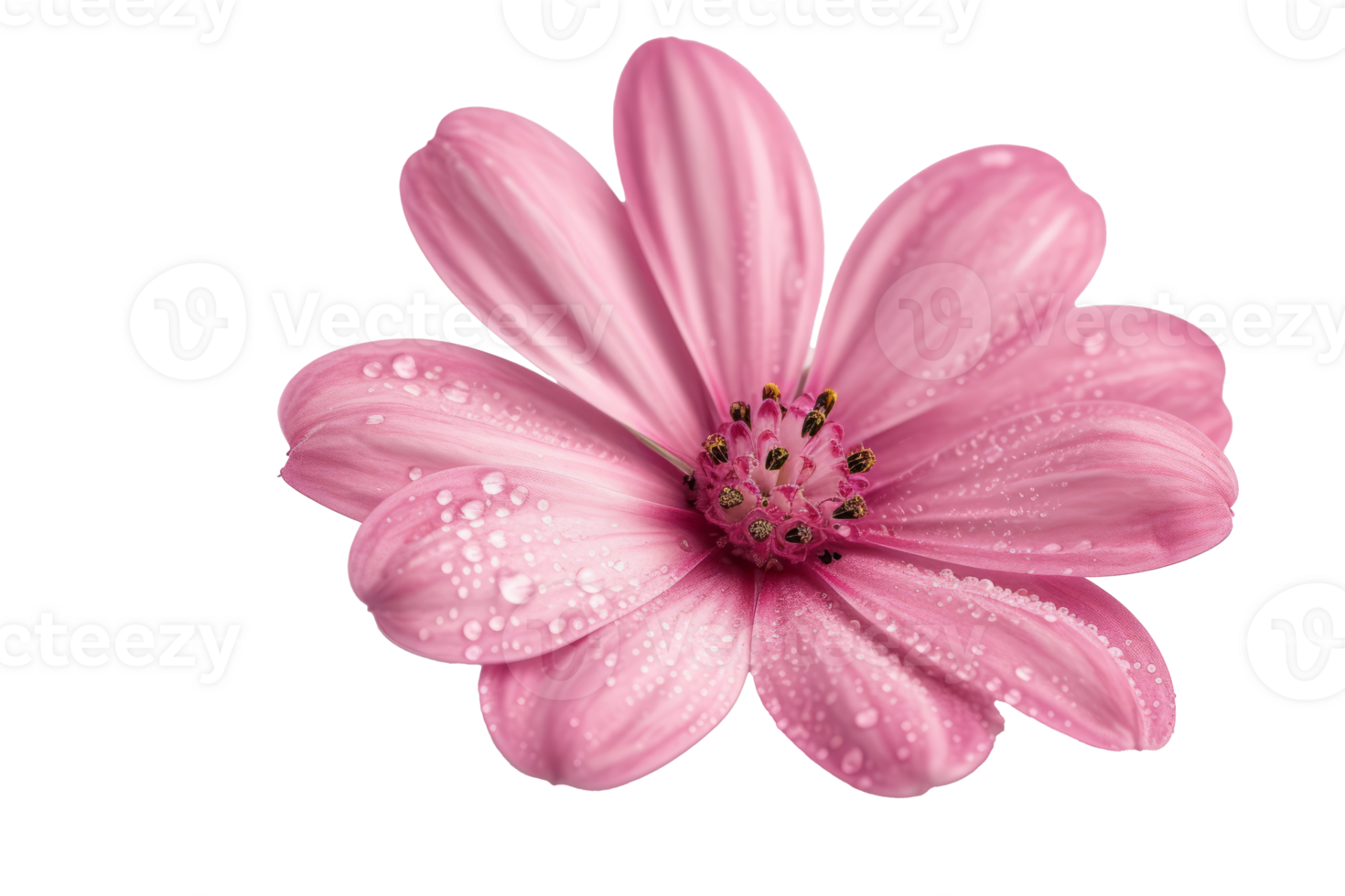 AI generated blooming beautiful pink flower isolated on transparent background With clipping path.3d rendering png