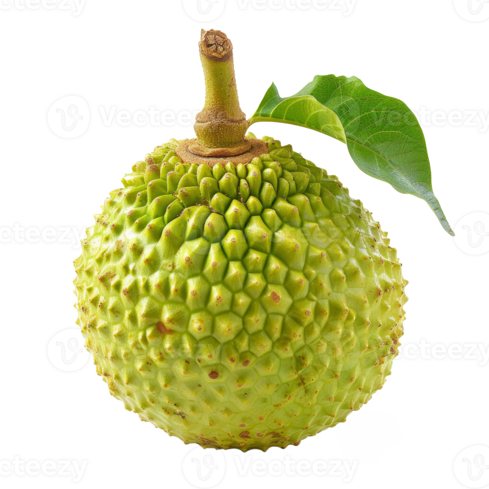 AI generated breadfruit isolated on transparent background With clipping path.3d rendering png
