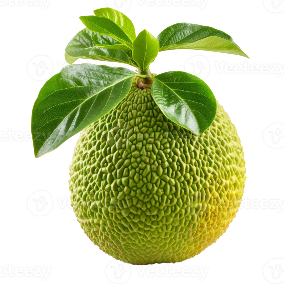 AI generated breadfruit isolated on transparent background With clipping path.3d rendering png