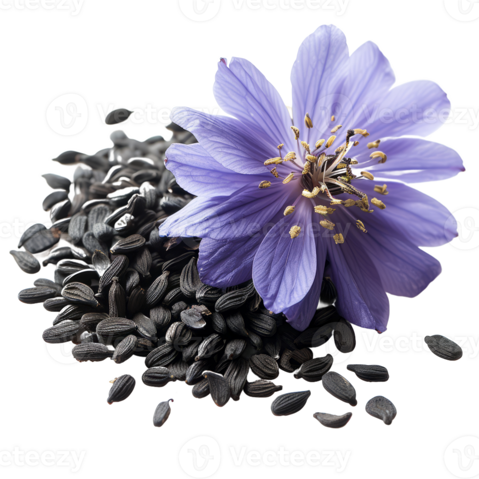 AI generated Black cumin seeds with nigella sativa flower isolated on transparent background With clipping path.3d rendering png