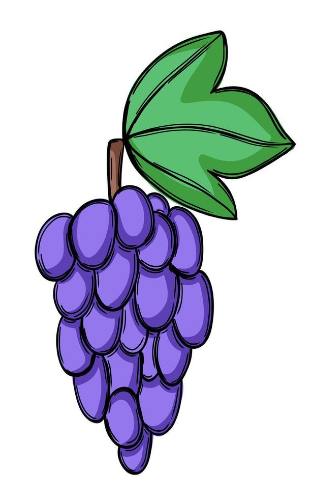 Grape in hand drawn doodle style vector