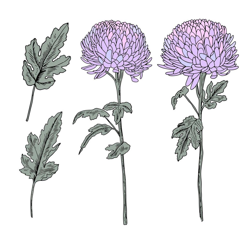 conjunto de púrpura crisantemo. elegante floral elementos. colección de lila flores retro ilustración con describir. letras y artesanía estilo botánico elementos. dalia tallos y hojas vector