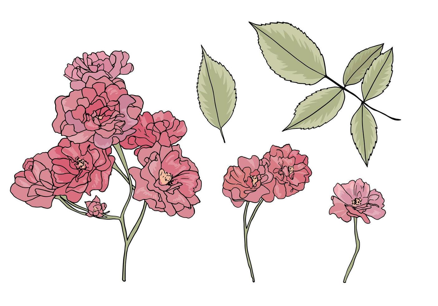 Set of pink damask roses isolated on white background. Wild roses and leaves in Arts and Crafts style. Collection of vintage botanical elements with outline. Branch with small flowers. Floral elements vector