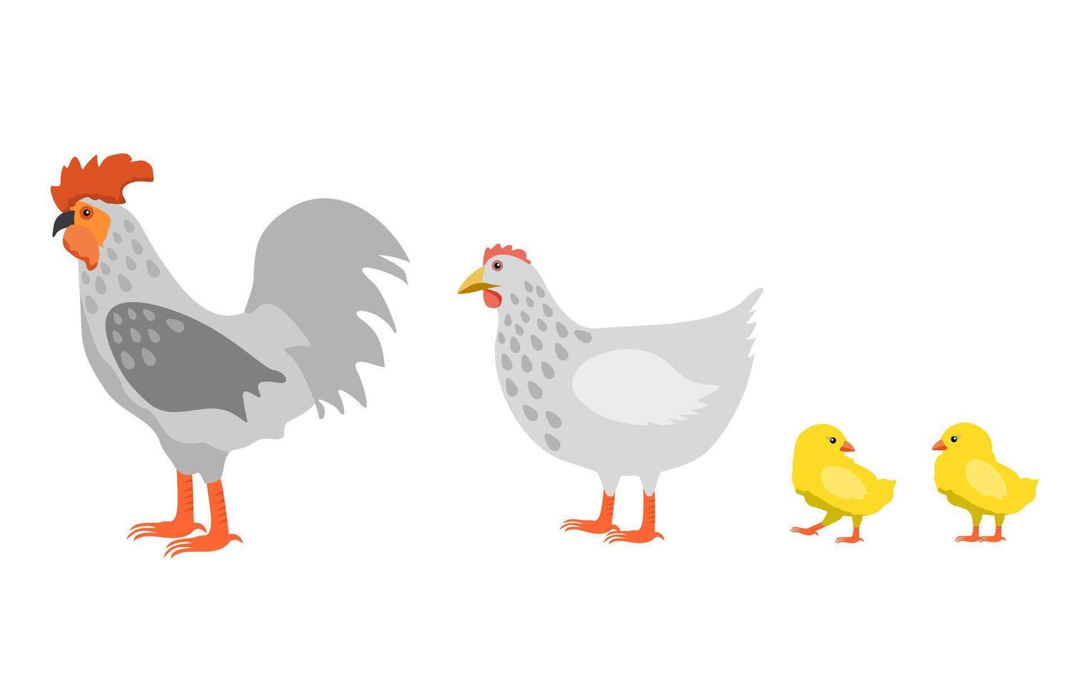 Chicken family. Rooster cock with hen and chicks. Farm bird icons in flat or cartoon style illustration. vector