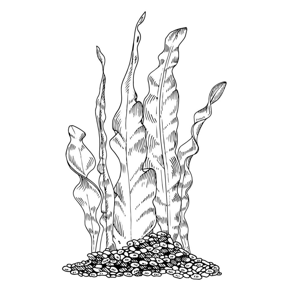 Seaweed Vector Line art. Outline algae in pebbles. Hand drawn black and white graphic clipart. Linear drawing of sea bottom. Underwater plants illustration. Aquarium decoration sketch