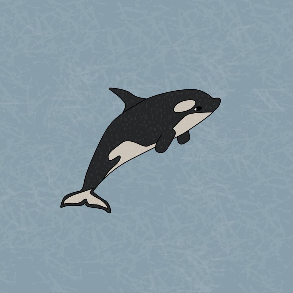 Orca or killer whale, the largest member of the oceanic dolphin family. Vector cartoon hand drawn illustration of the animal in Antarctica. Polar texture outline childish illustration