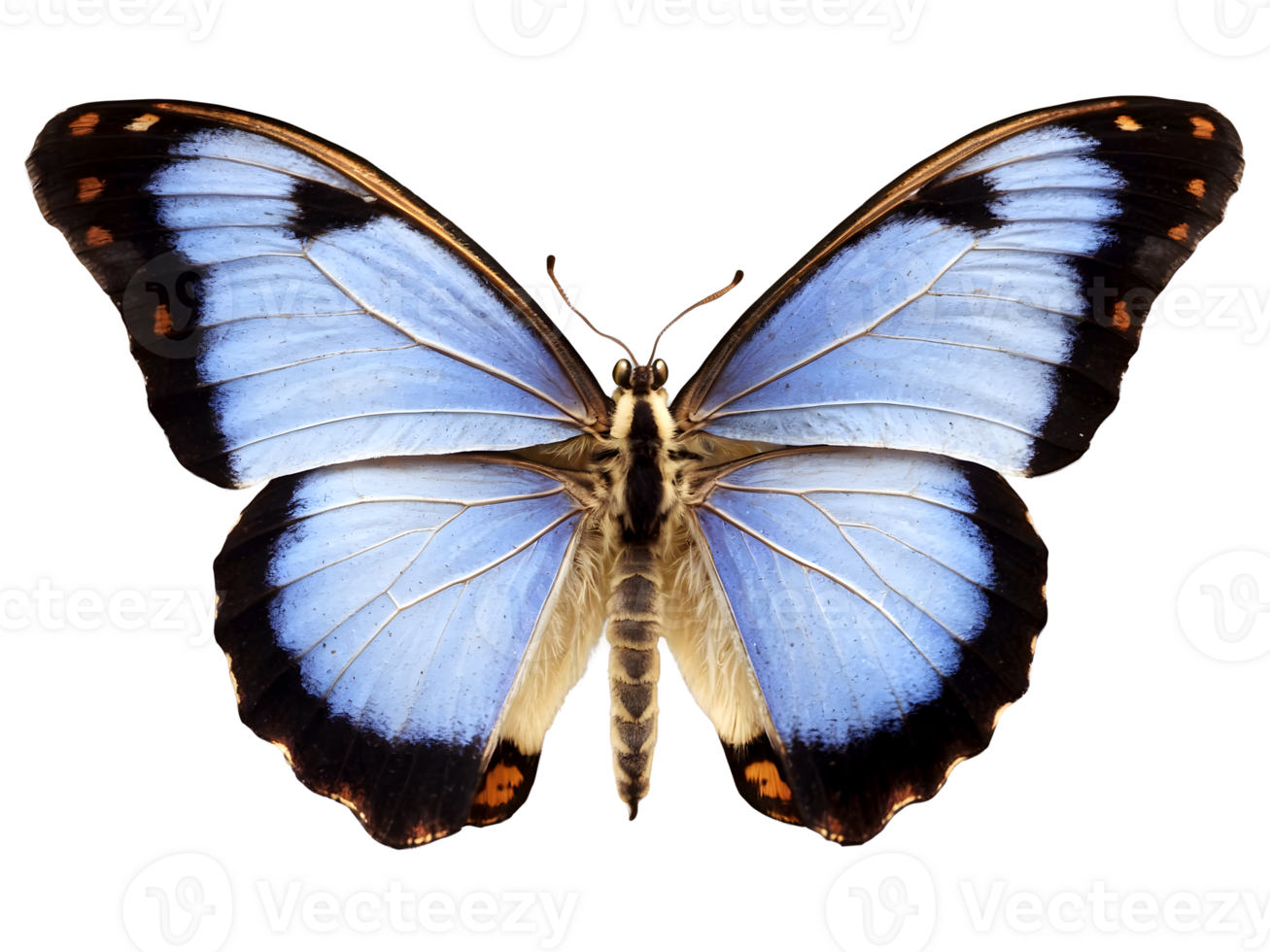 AI generated beautiful delicate blue butterfly isolated on transparent background, animals and wildlife, spring, seasonal png