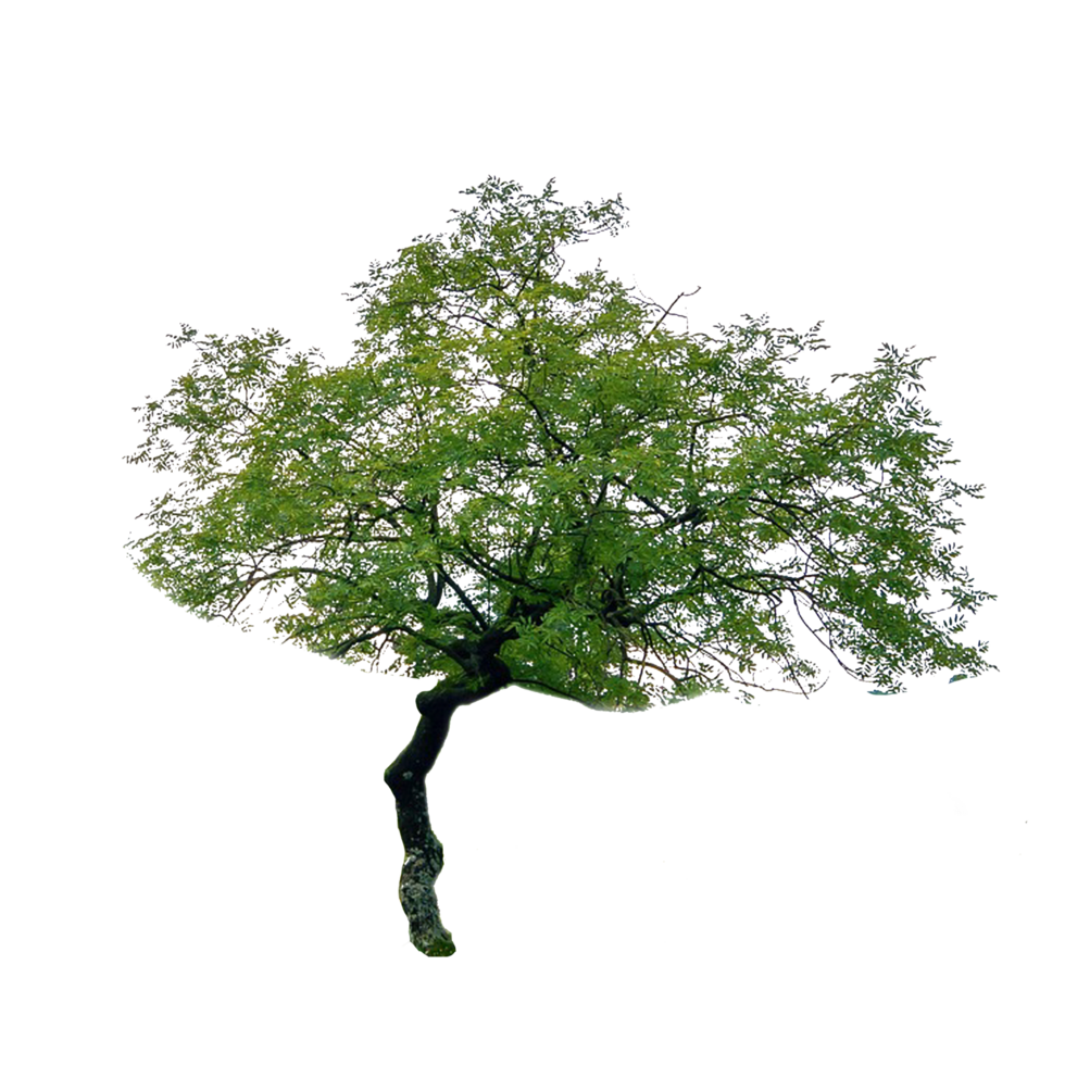 transparente árbol png