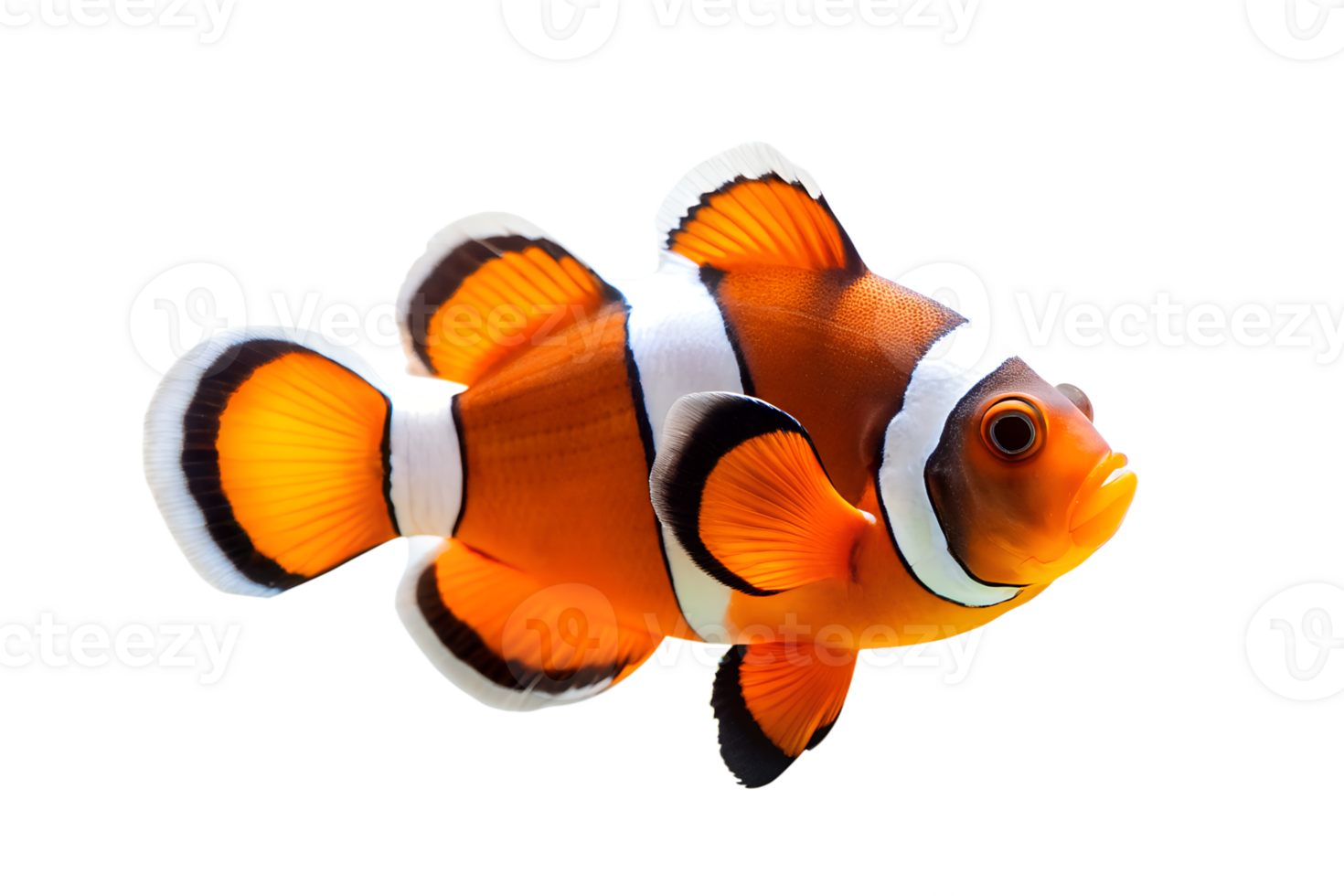 AI generated clown fish on transparent background png