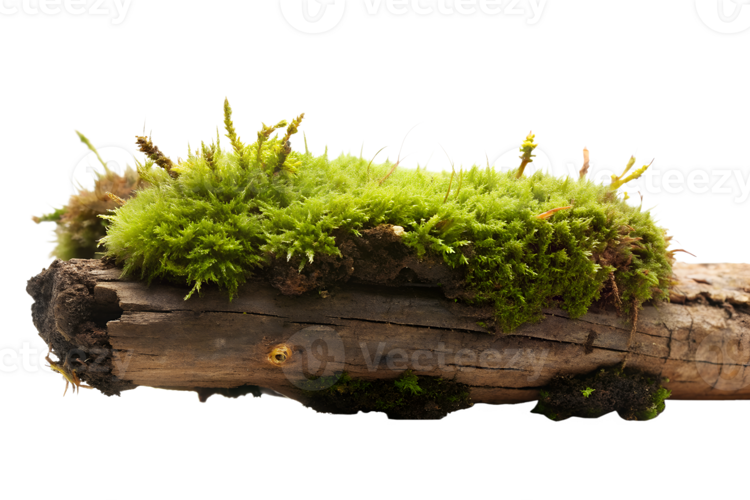 AI generated moss on the log isolated on transparent background png