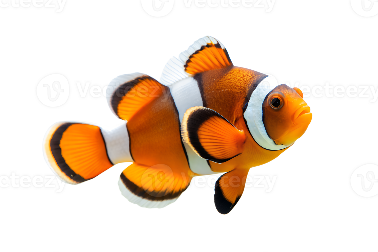 AI generated clown fish on transparent background png