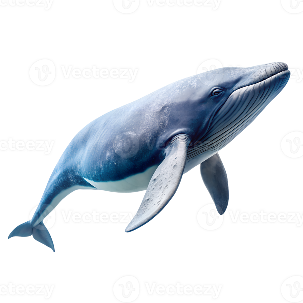 AI generated whale on transparent background png
