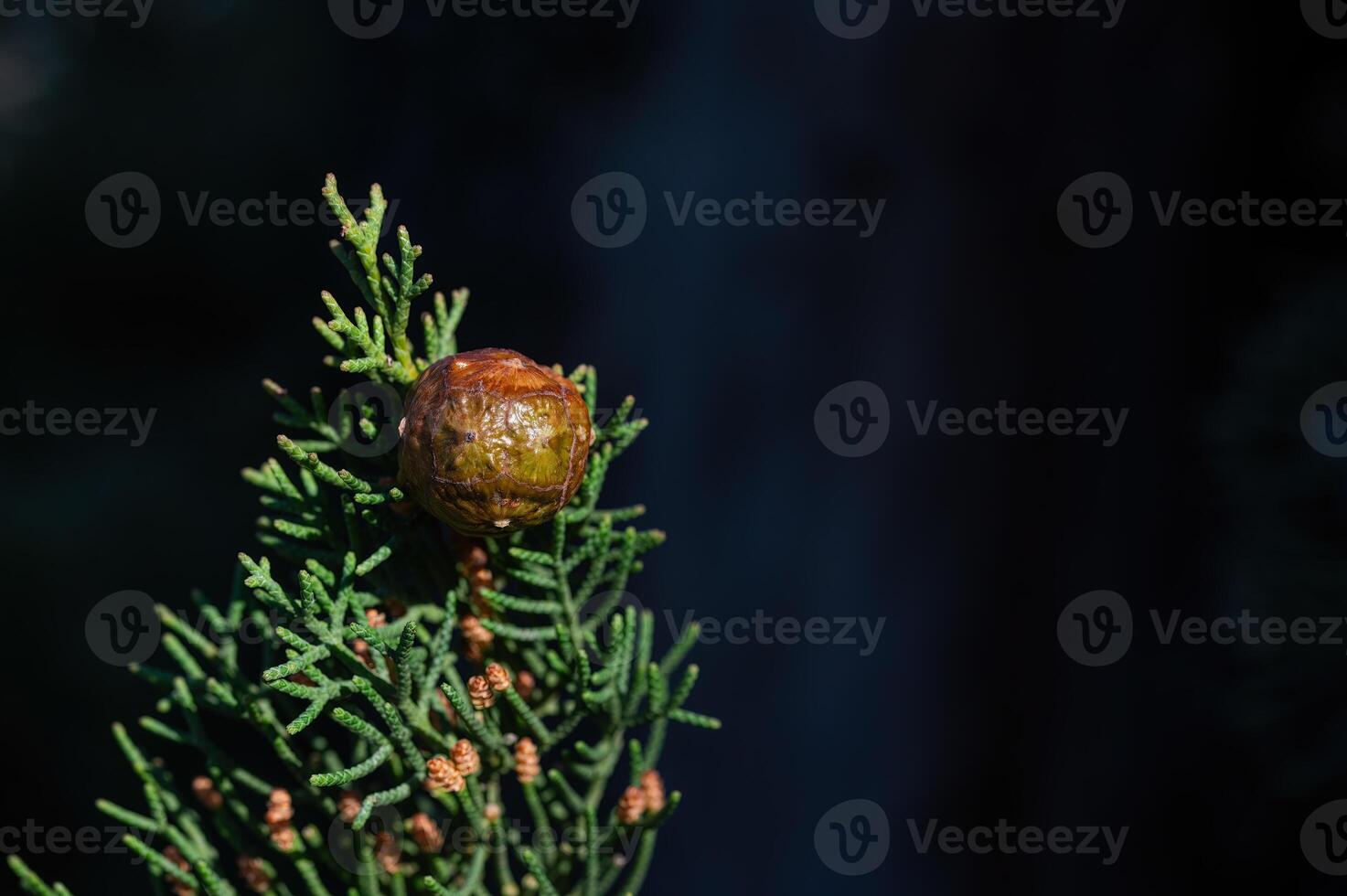 The cones of the cypress tree. photo