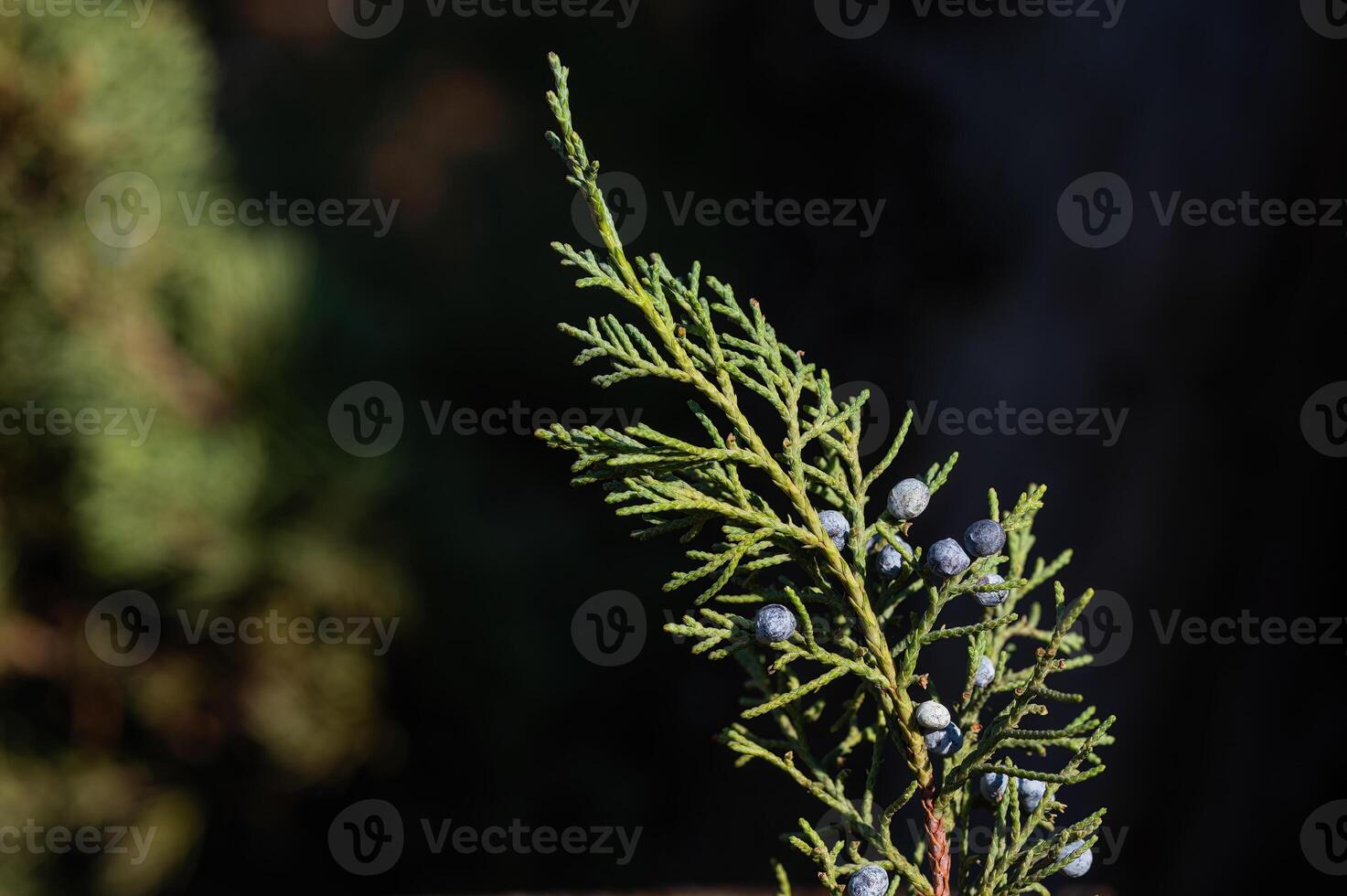 A bunch of juniper berries in spring. photo