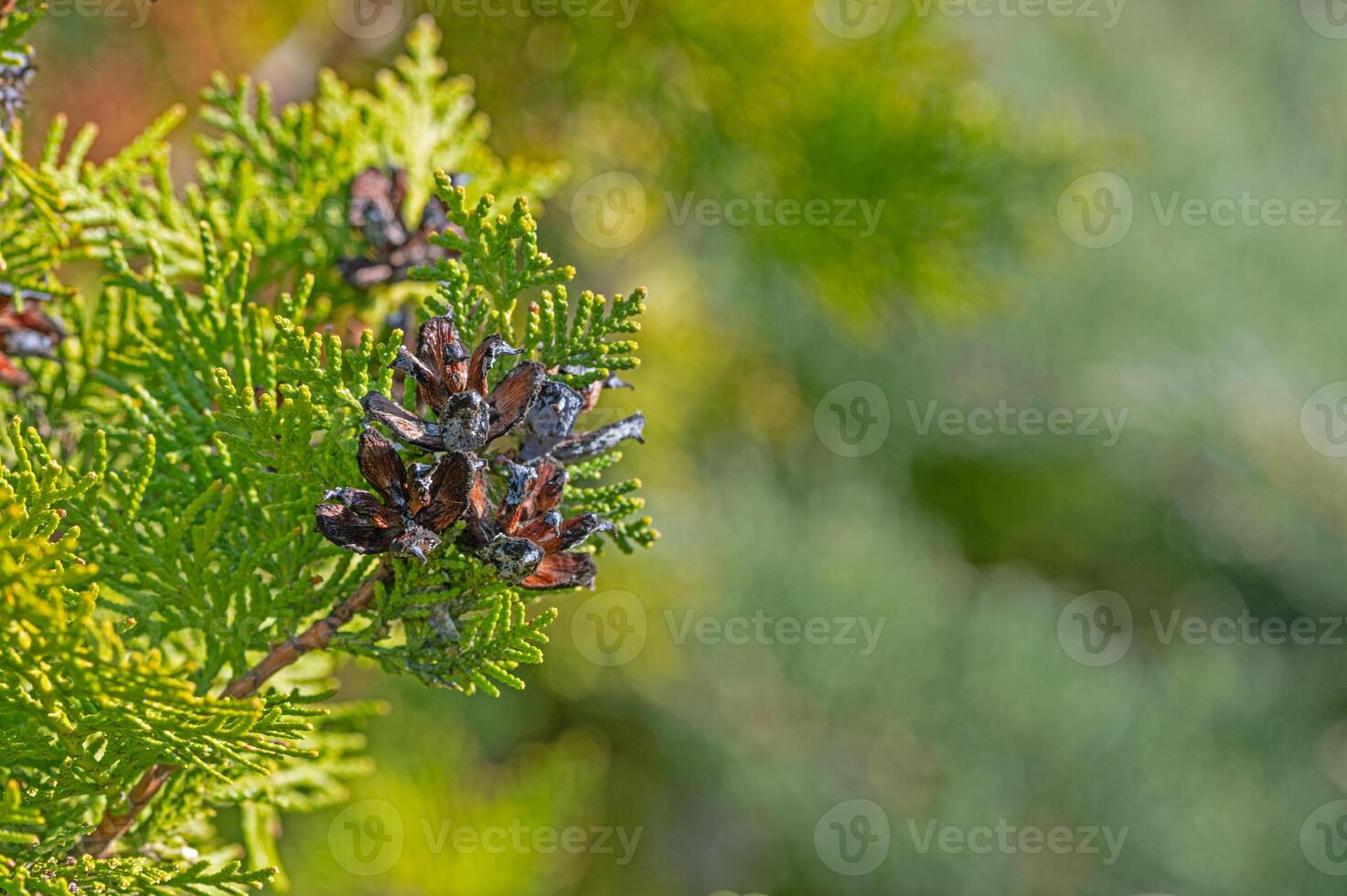 Opened cones of the thuja tree. photo