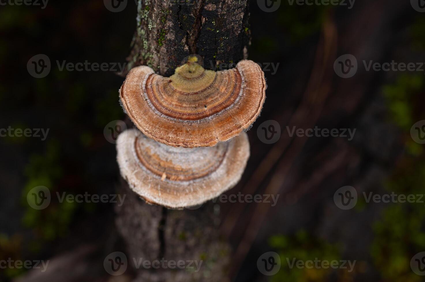 Mushrooms Growing on Trees. Trametes versicolor, also known as coriolus versicolor and polyporus versicolor mushrooms. photo