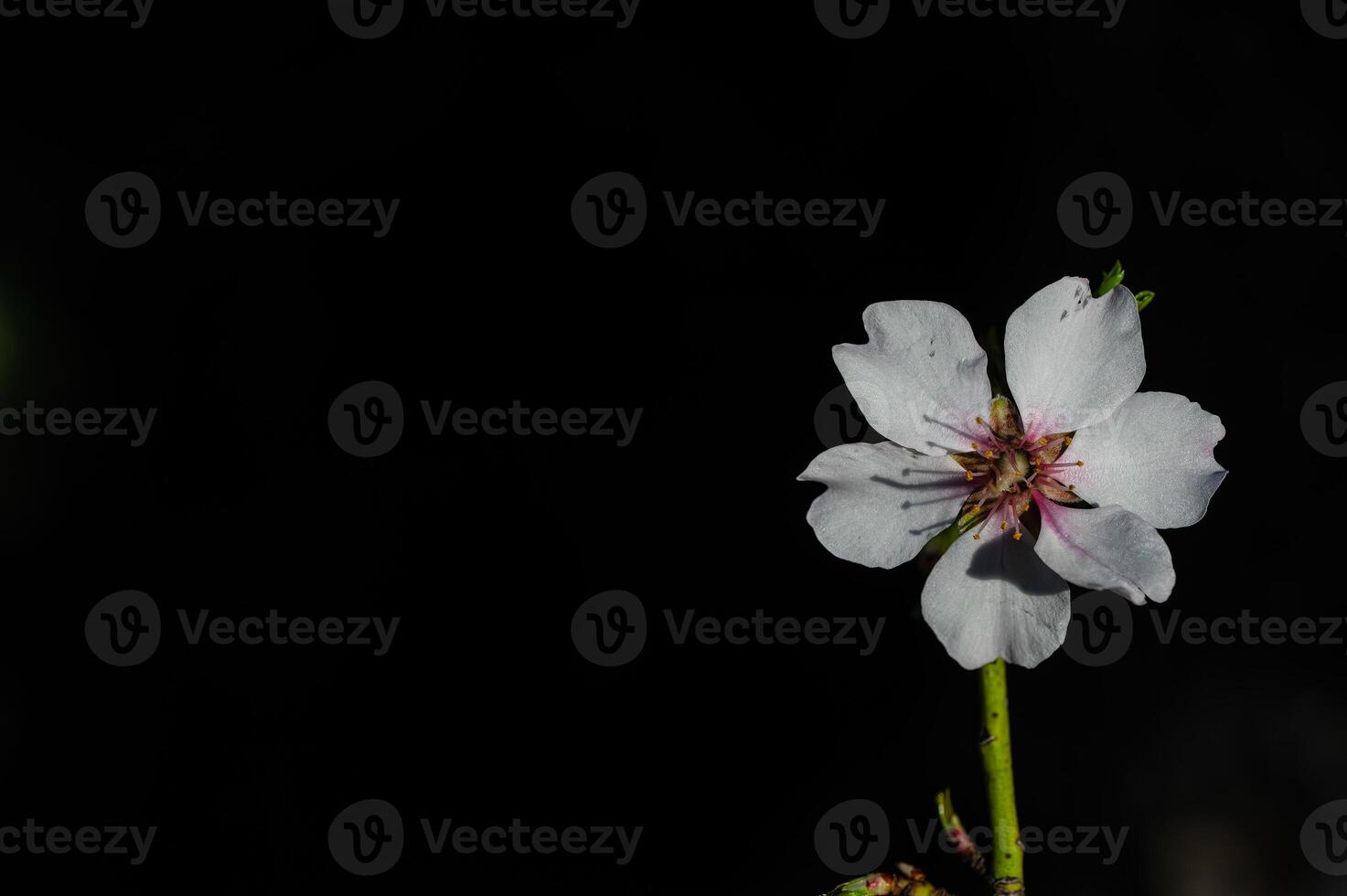 The flower of the almond tree that blooms in spring. Close-up shot. photo