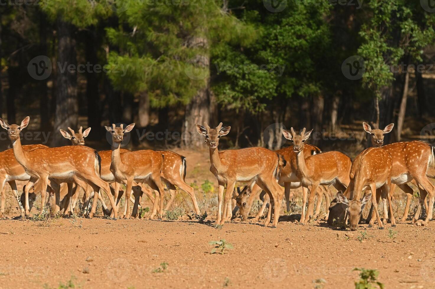 Female fallow deer in a group. photo