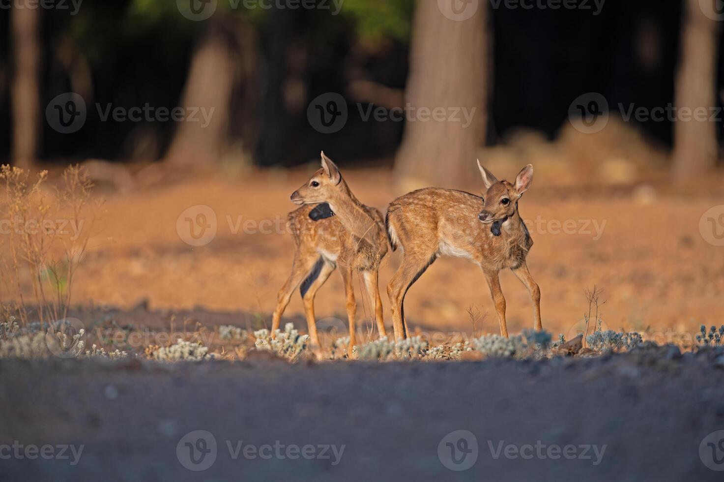 Baby Fallow Deer in the woods. Fallow Deer, Dama dama photo