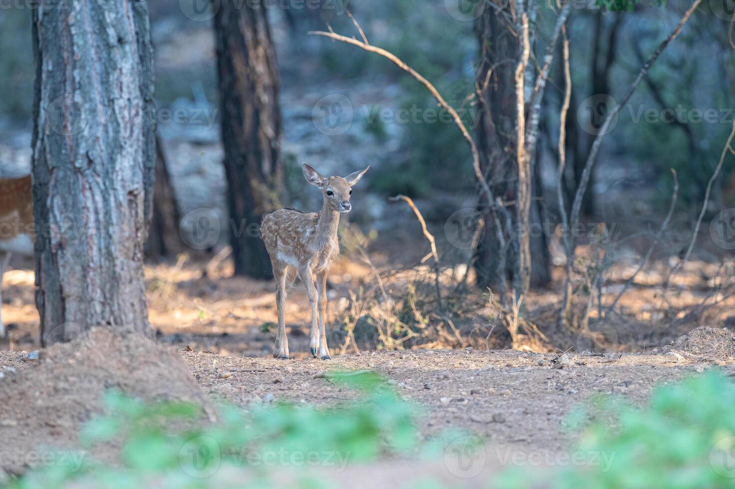 bebé barbecho ciervo en el bosque. barbecho ciervo, dama dama foto