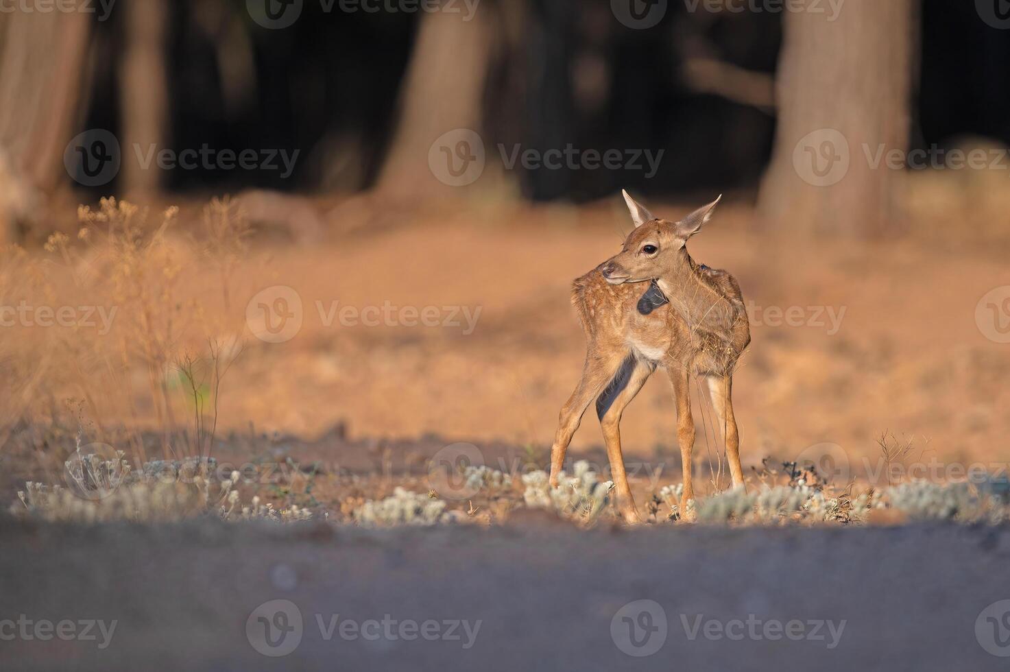 Baby Fallow Deer in the woods. Fallow Deer, Dama dama photo