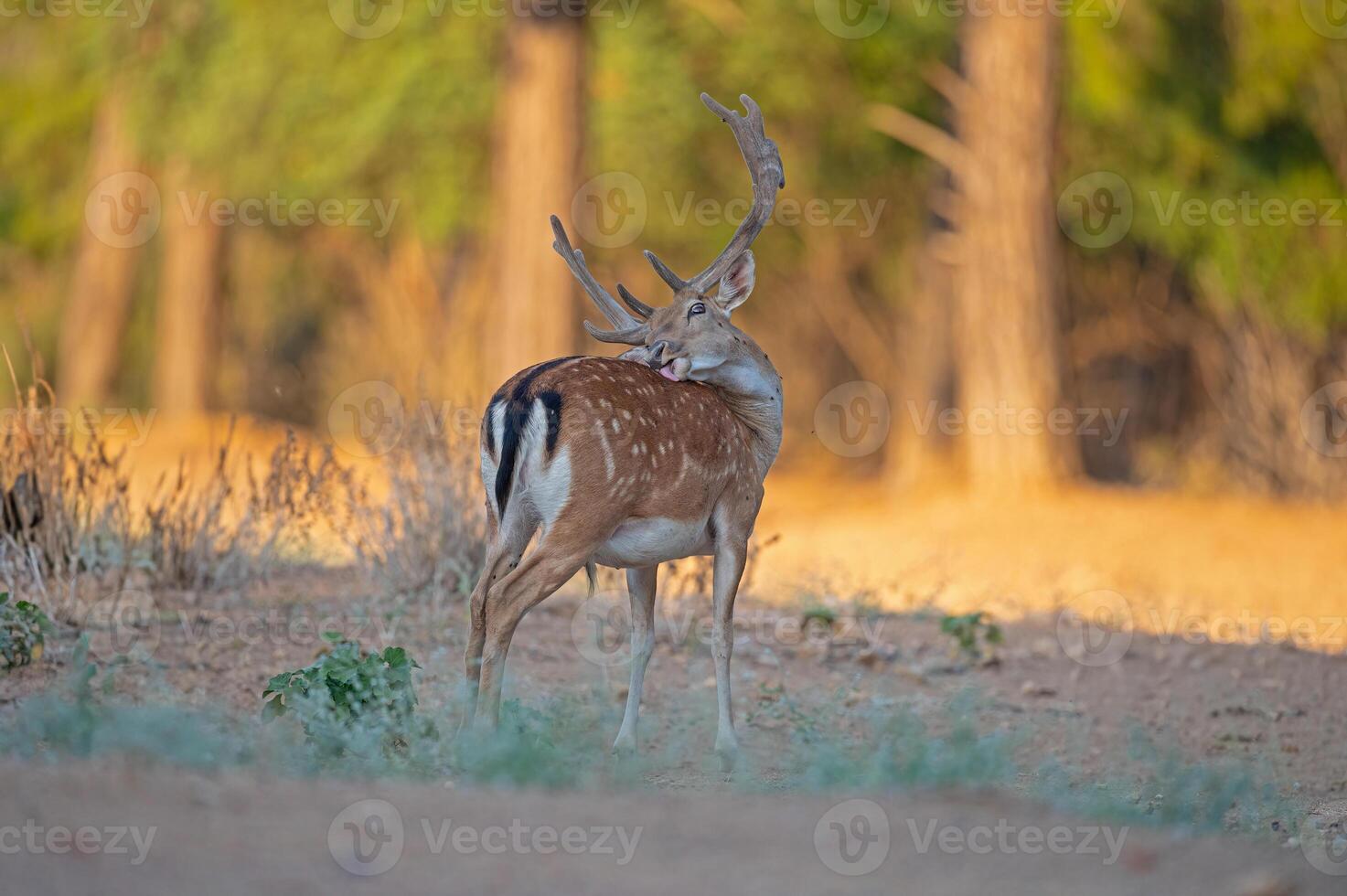 Male fallow deer cleaning itself in the forest. Fallow Deer, Dama dama photo