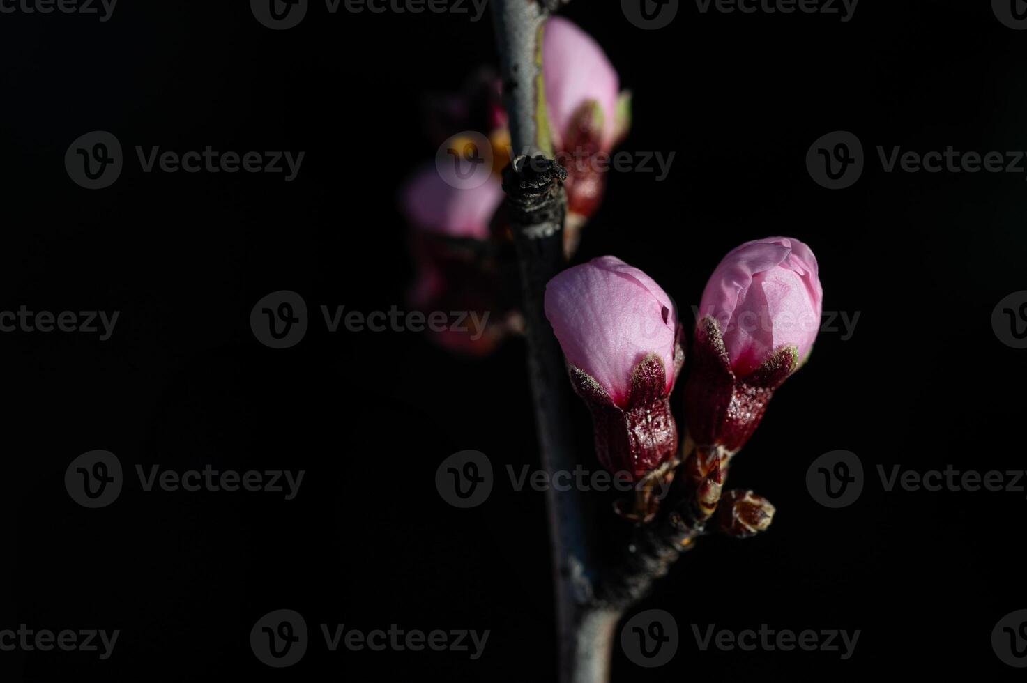 Almond tree flowers in bud in spring, close-up. photo