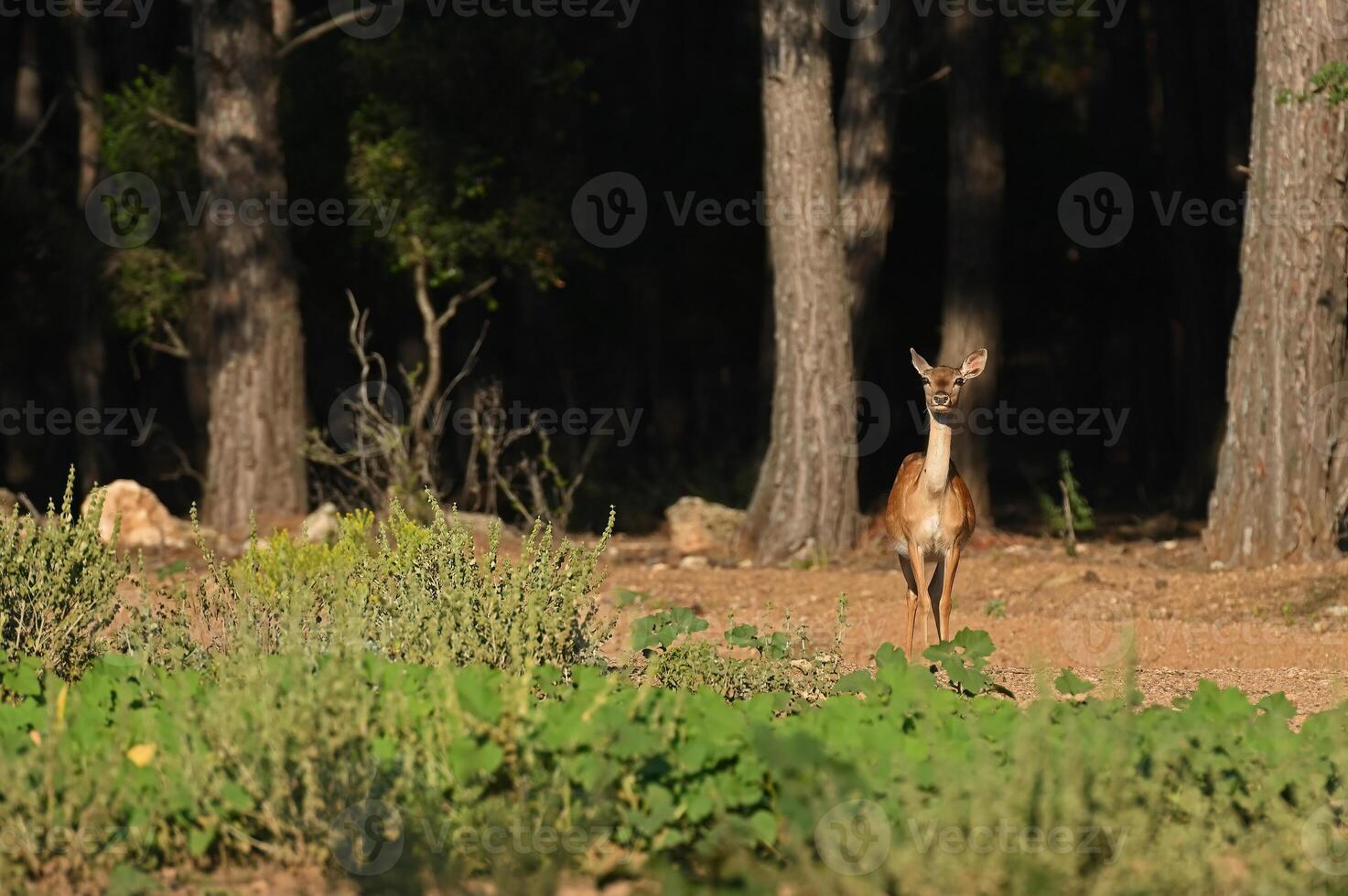 un hembra barbecho ciervo mirando mediante el bosque foto