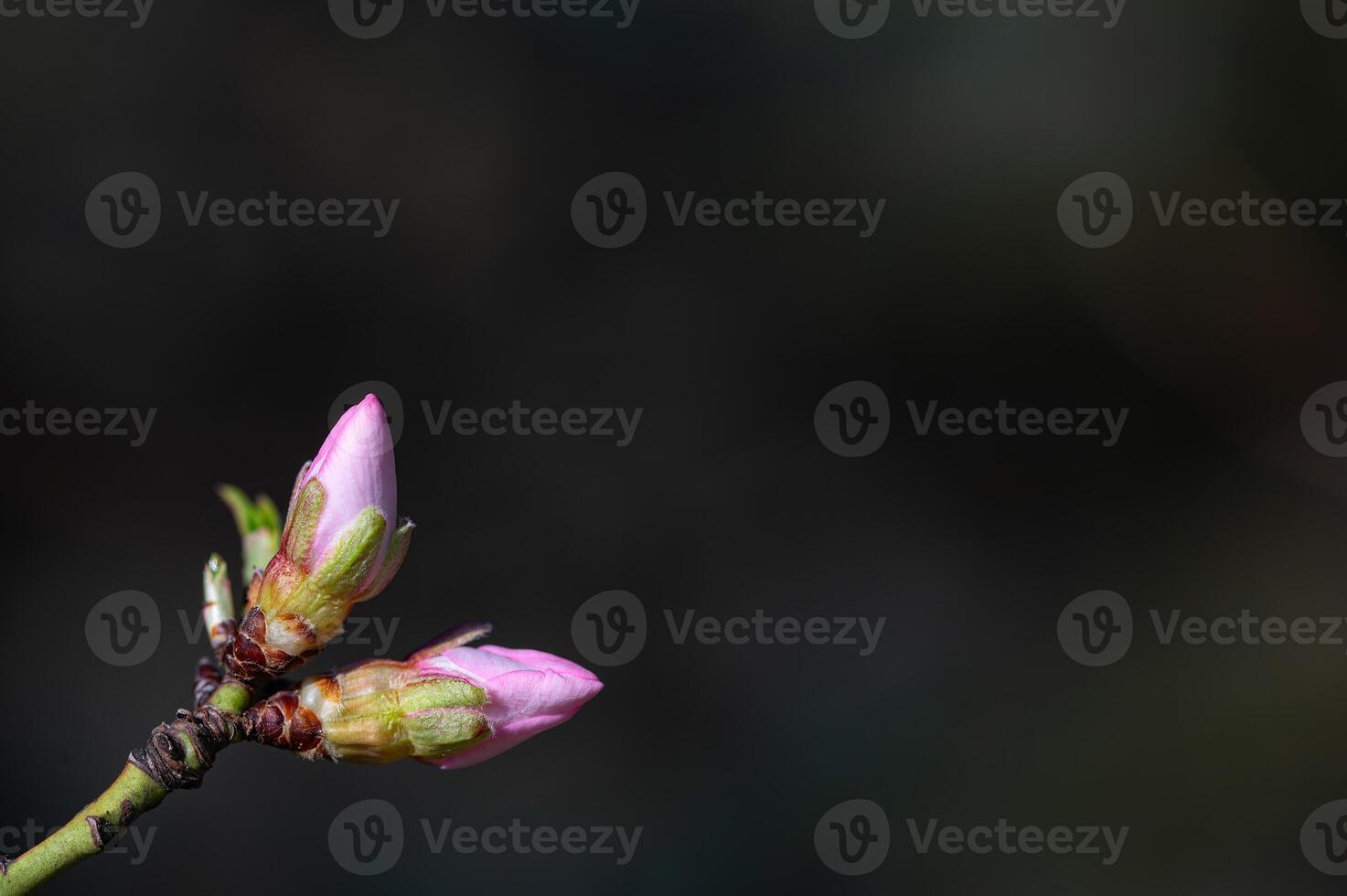 Almond tree flowers in bud in spring, close-up. photo