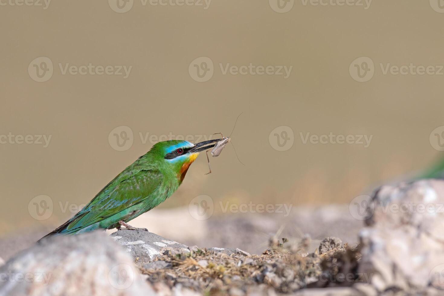 mejillas azules comedor de abejas, merops pérsico en un rock con presa en sus boca. foto